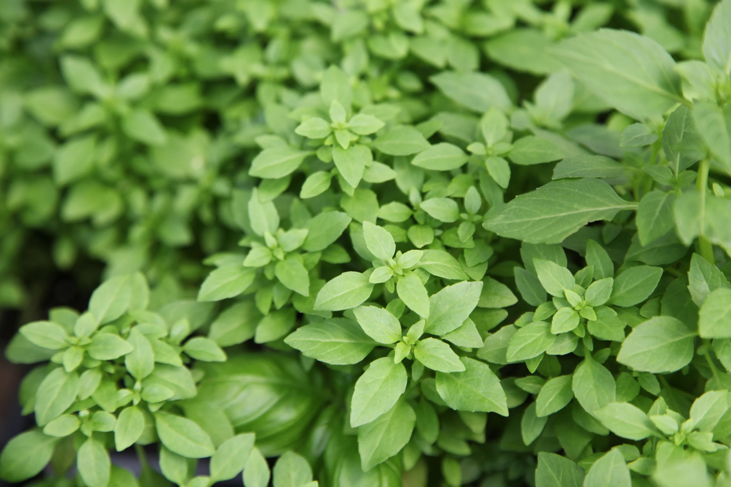 Herbs — Country Flower Farms Garden Center